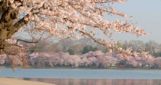 Washington DC tidal basin surrounded by cherry blossom trees in full bloom