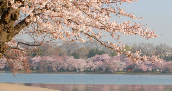Washington DC tidal basin surrounded by cherry blossom trees in full bloom