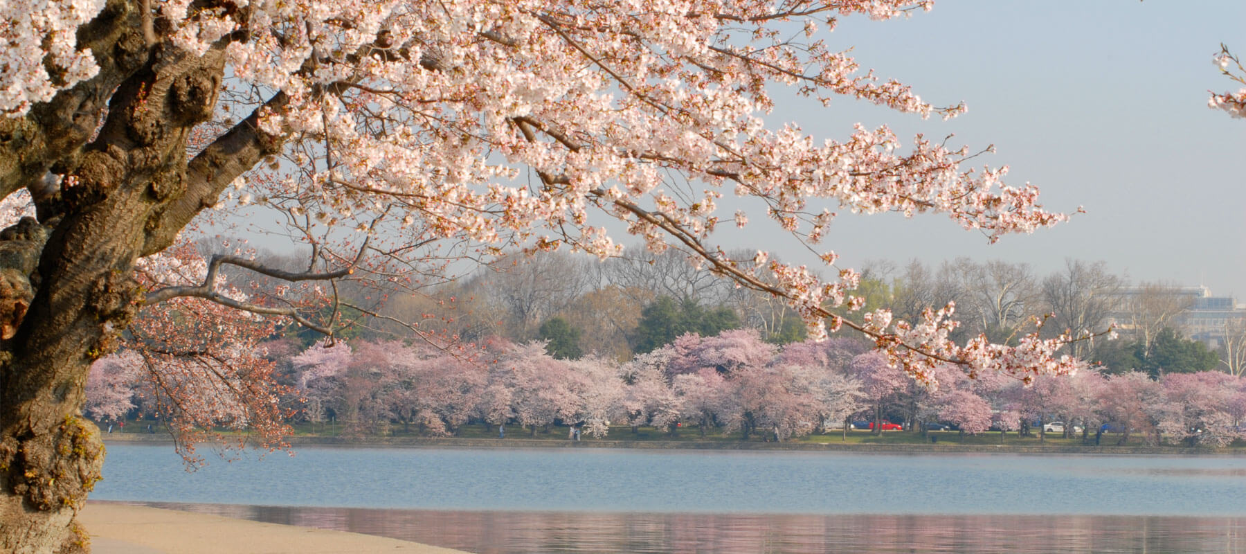 History Of Cherry Blossom Trees In Washington DC