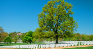 View of a gravesite with beautiful trees at the Arlington National Cemetery