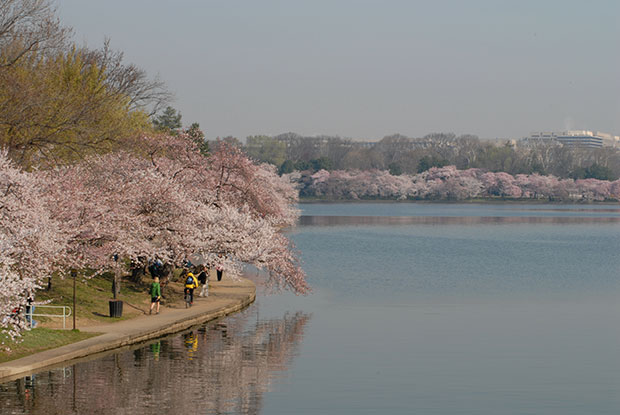 DC Tidal Basin and Cherry Blossoms