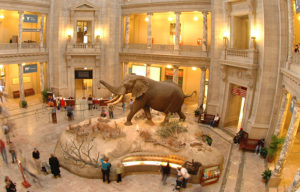 Museum of Natural History in Washington DC