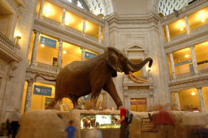 Elephant at Smithsonian Museum of Natural History