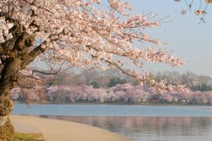 National Cherry Blossom Festival