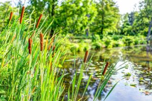 Kenilworth Aquatic Gardens