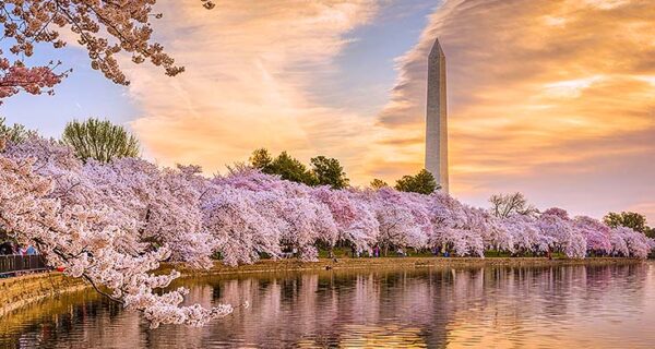 Cherry blossom trees in Washington, D.C., adorned with soft pink flowers