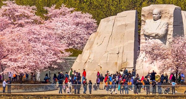 Martin Luther King Jr Memorial and cherry blossoms in Washington DC